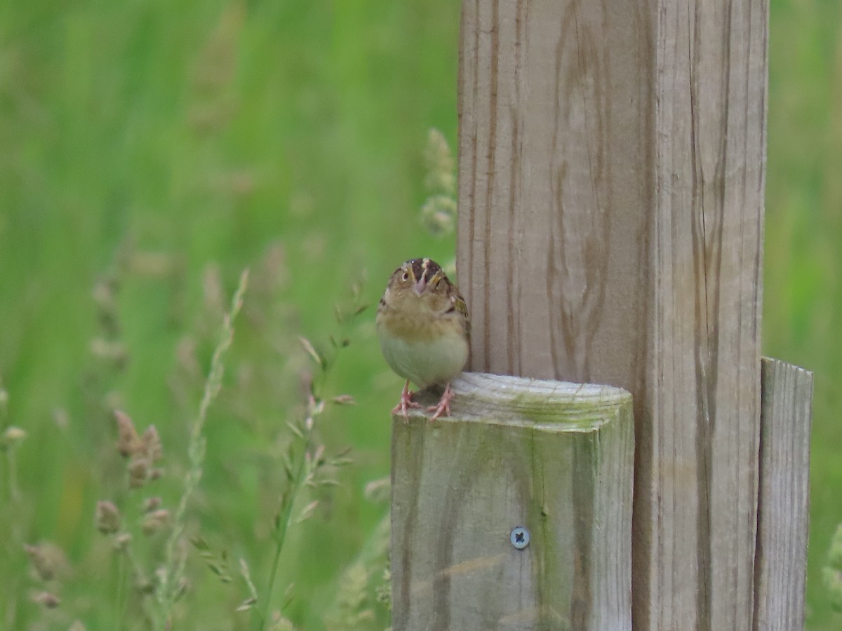 Grasshopper Sparrow - Rick Robinson
