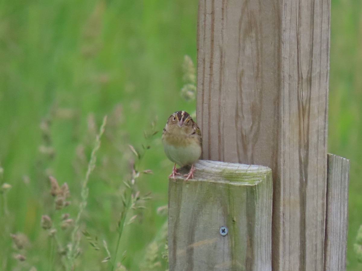 Grasshopper Sparrow - ML619289875