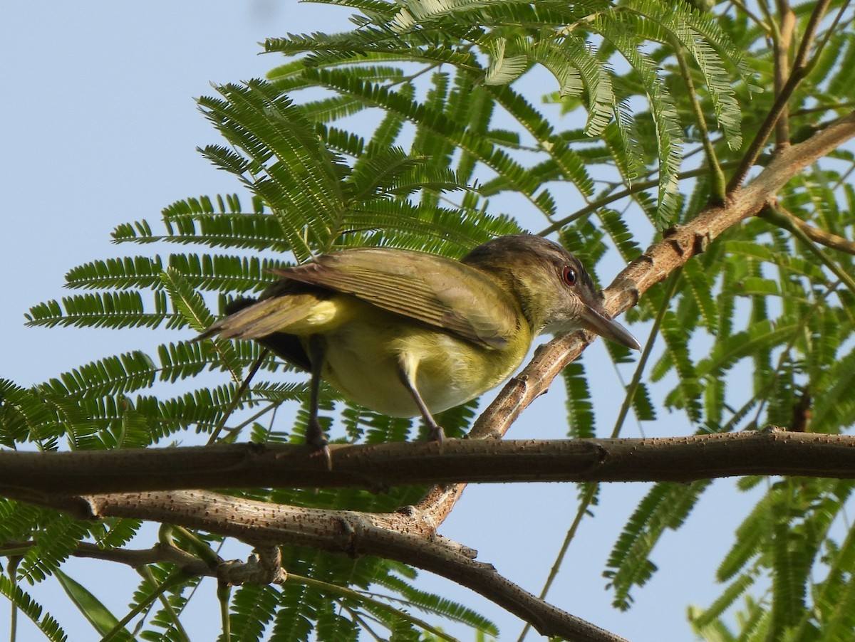 Sarı Böğürlü Vireo - ML619289884