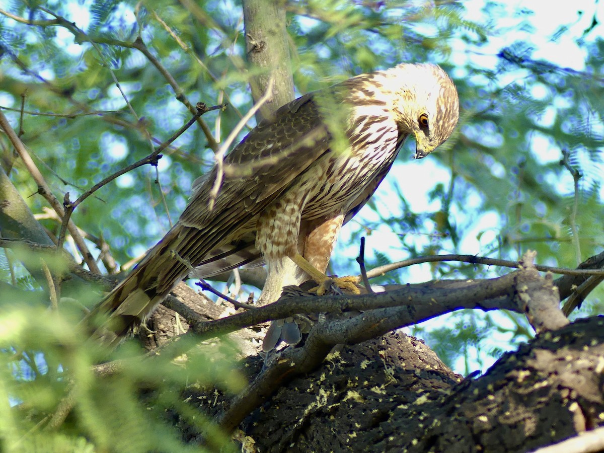 Cooper's Hawk - Dennis Wolter