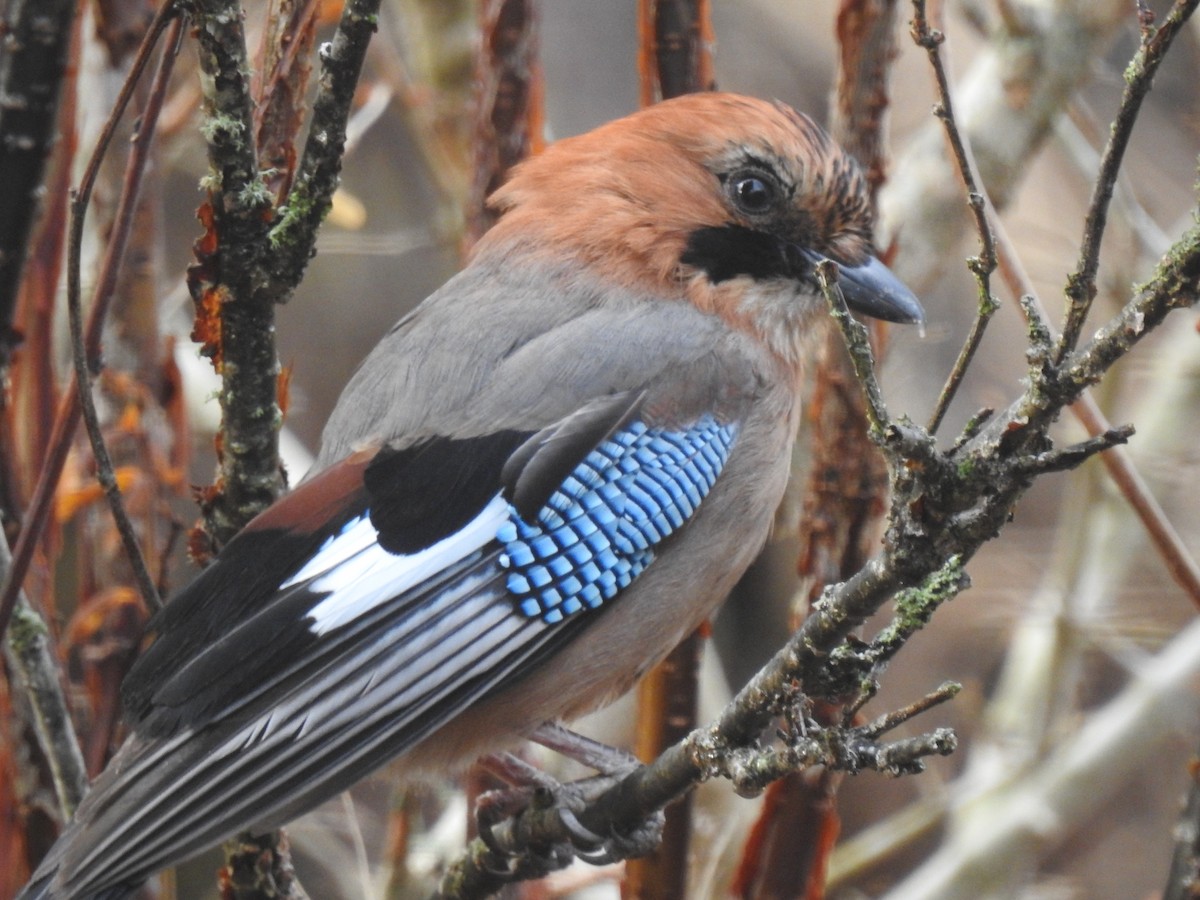 Eurasian Jay - Craig Jackson