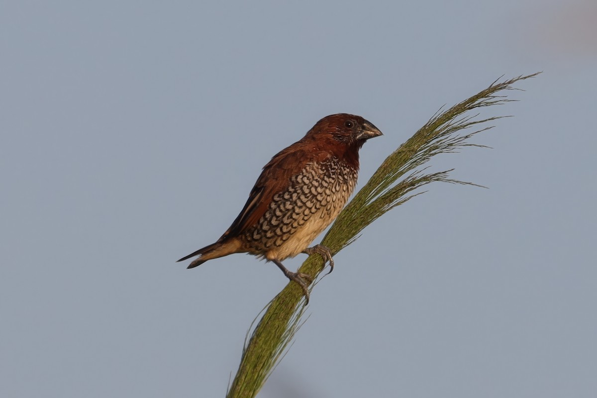 Scaly-breasted Munia - Cathy McNeil
