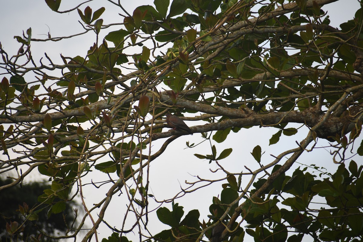 Plain Pigeon - Gabriel García