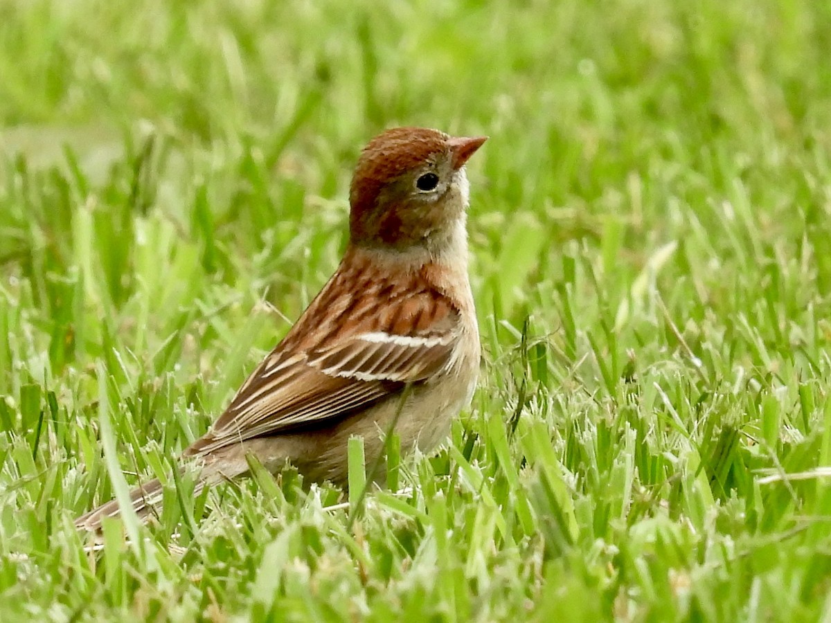 Field Sparrow - Carol Winckler