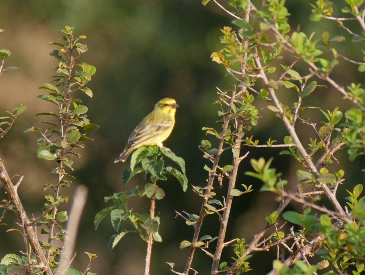 Brimstone Canary - Alexandre Vinot