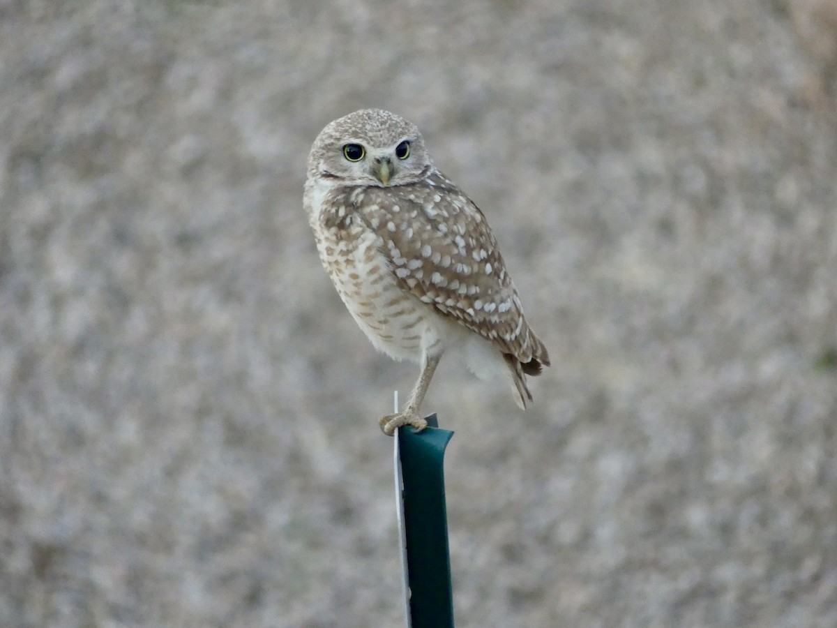 Burrowing Owl - Dennis Wolter