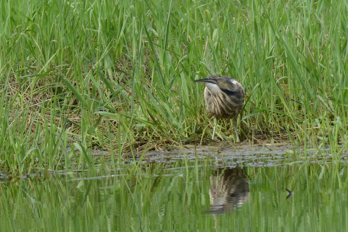 American Bittern - Daniel Thibault