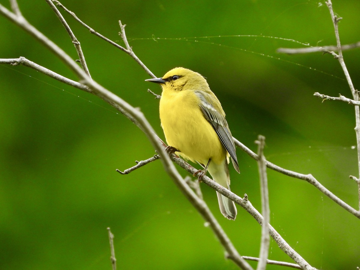 Blue-winged Warbler - Julie Barton