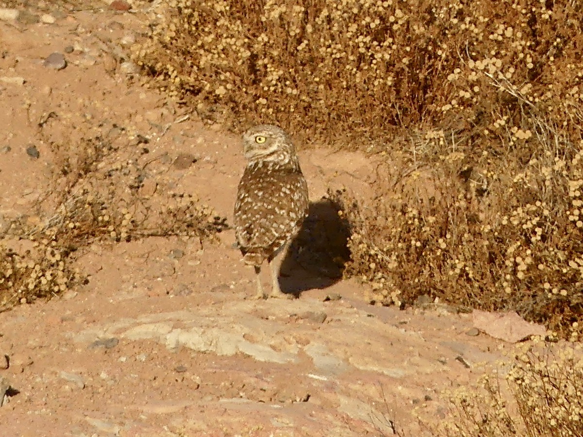 Burrowing Owl - Dennis Wolter