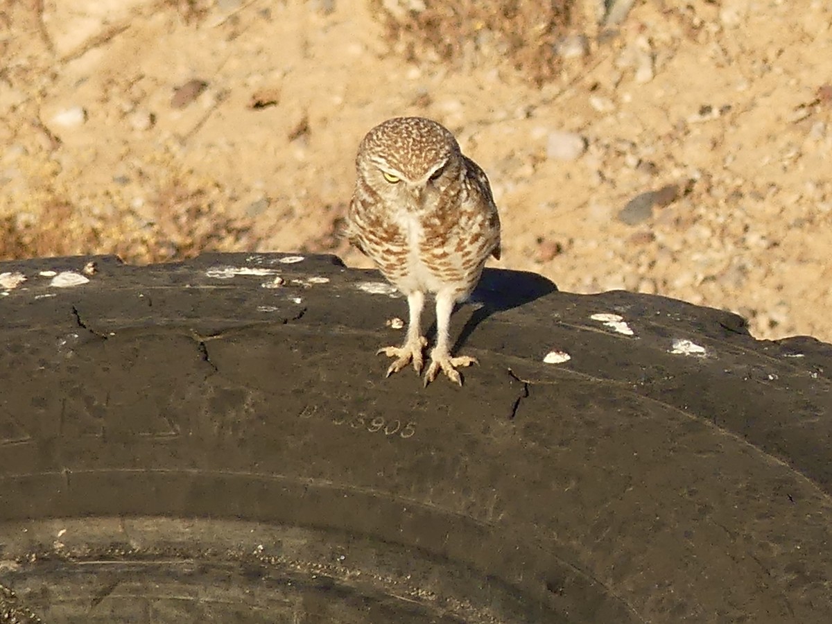 Burrowing Owl - Dennis Wolter