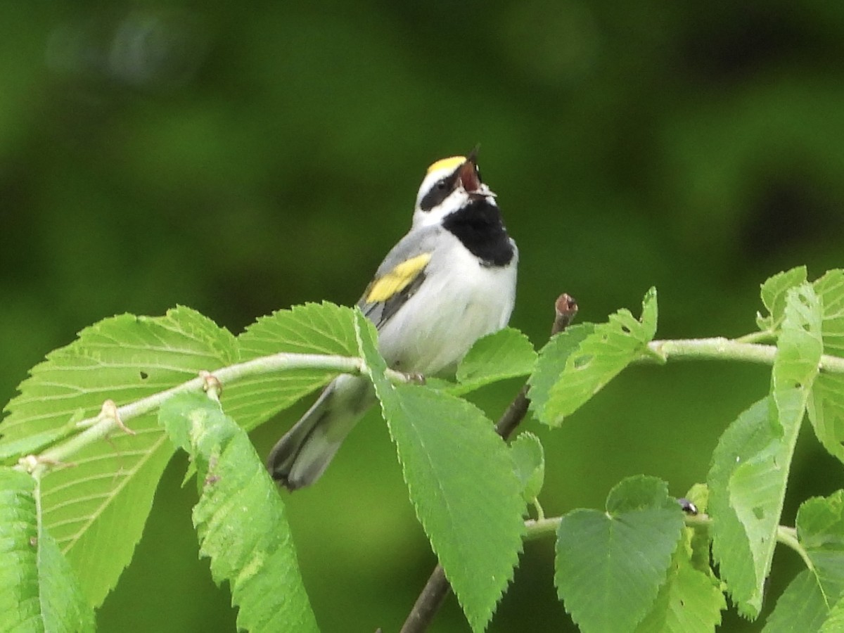 Golden-winged Warbler - Julie Barton