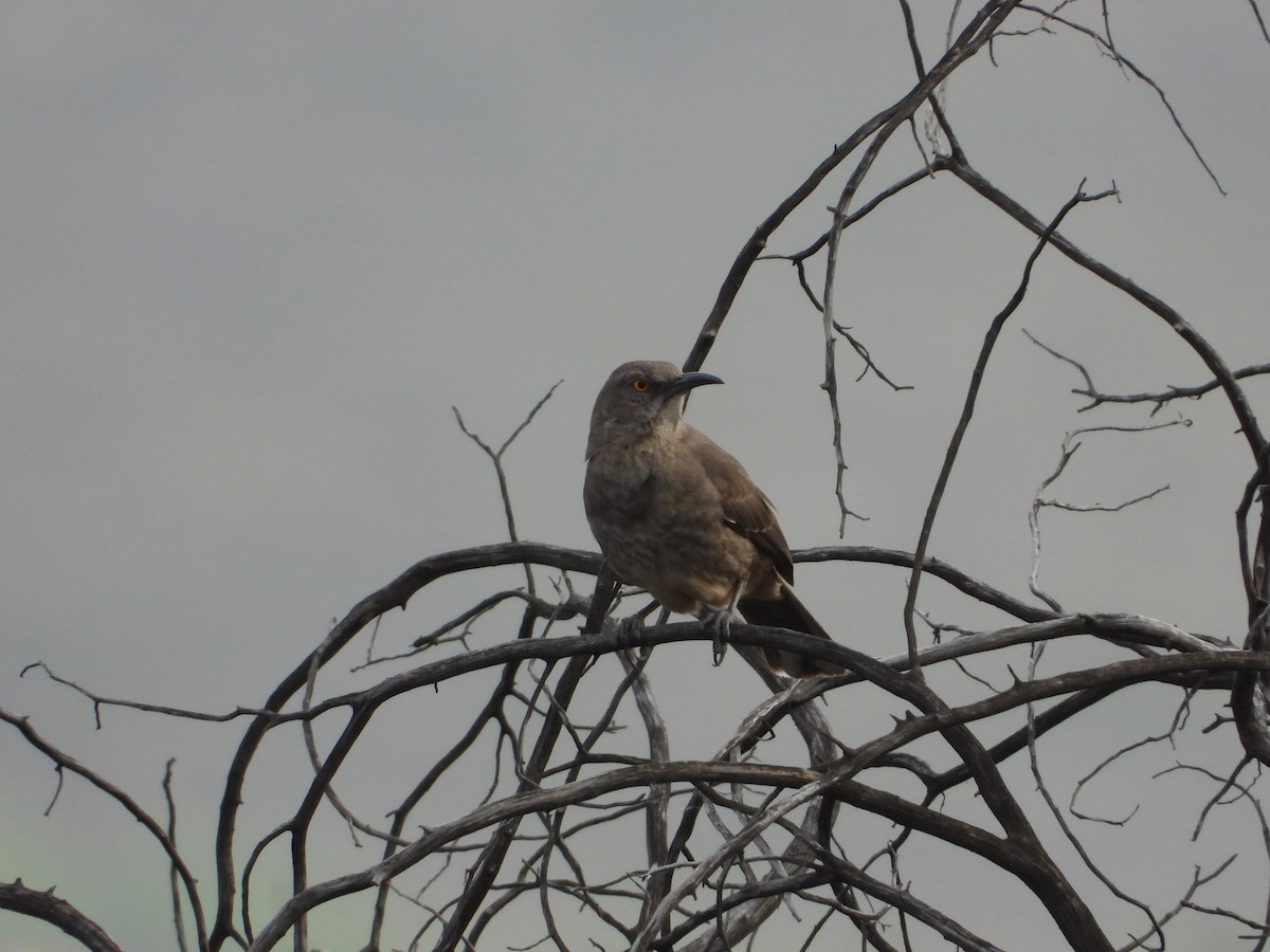 Curve-billed Thrasher - Manuel Alejandro Rodriguez Martinez