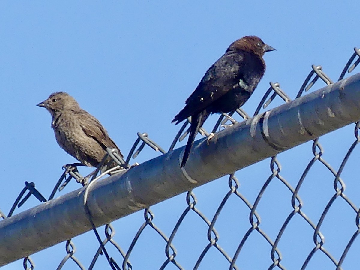 Brown-headed Cowbird - Dennis Wolter