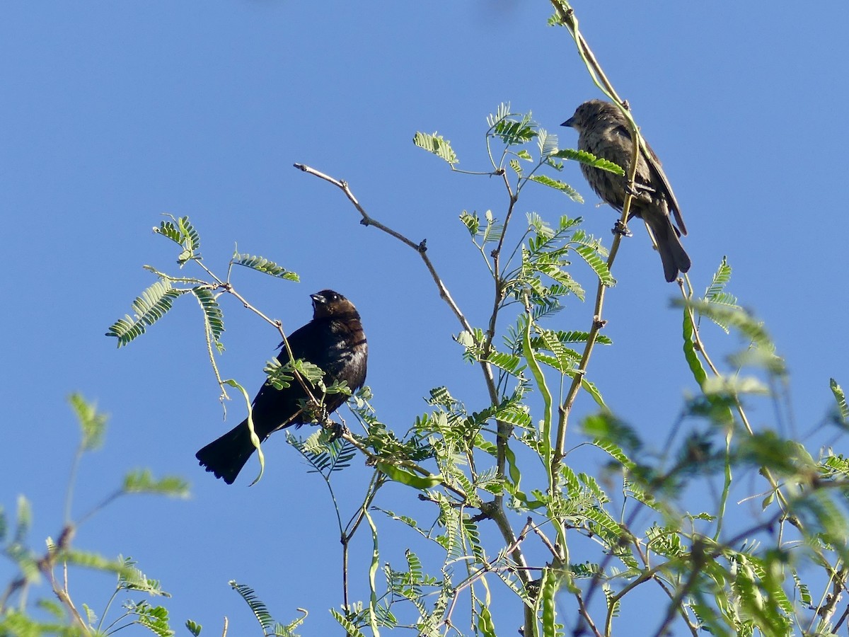 Brown-headed Cowbird - Dennis Wolter