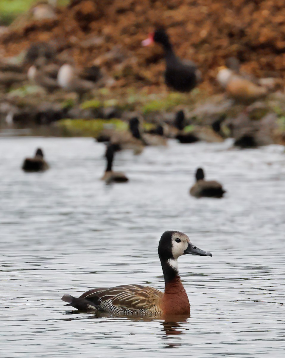 White-faced Whistling-Duck - Anonymous