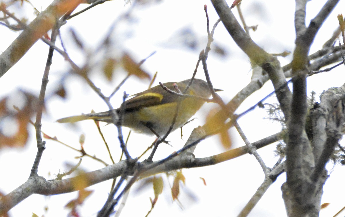 American Redstart - ML619290001