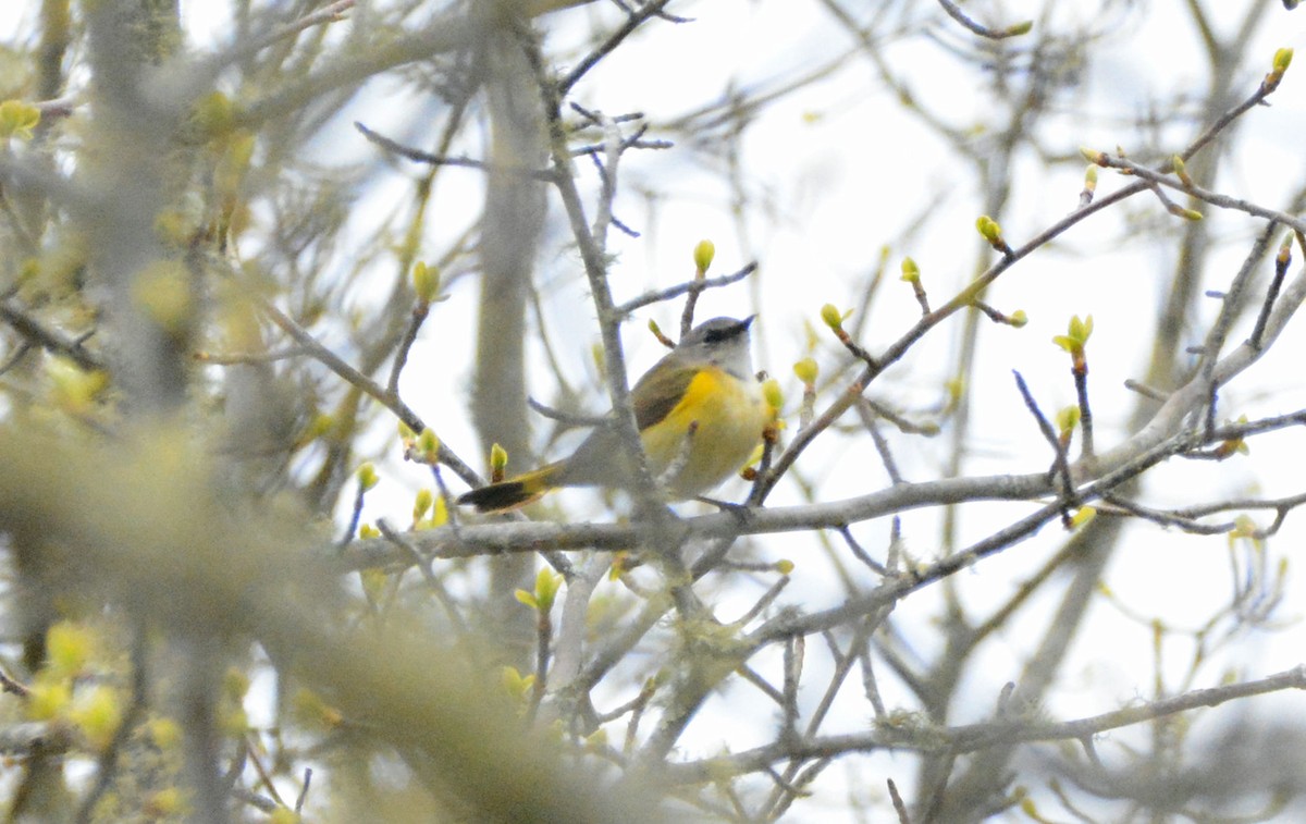 American Redstart - Janette Vohs