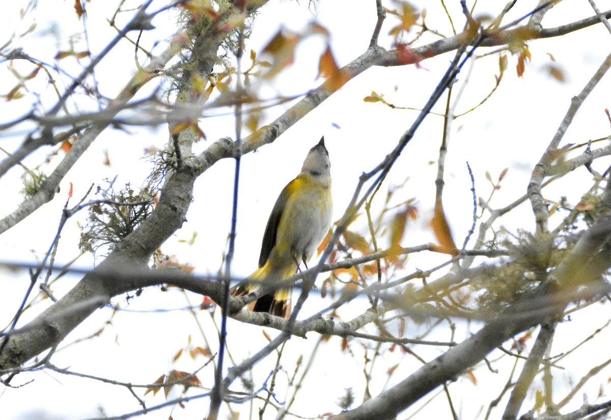 American Redstart - Janette Vohs