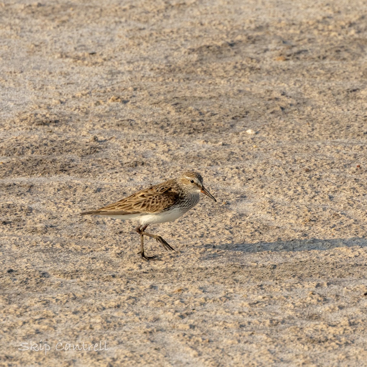 White-rumped Sandpiper - Skip Cantrell