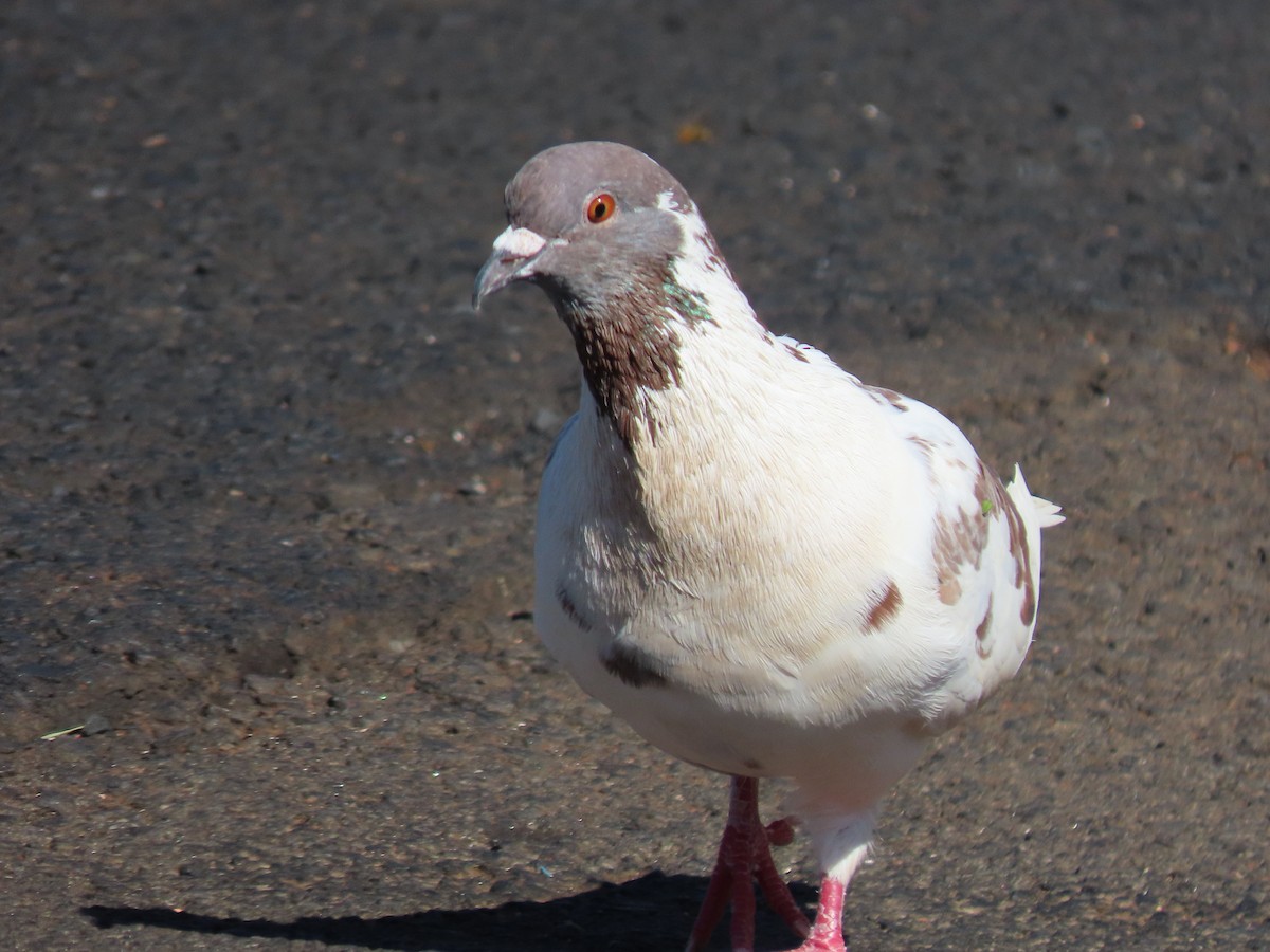 Rock Pigeon (Feral Pigeon) - Márcio Alves Cardoso