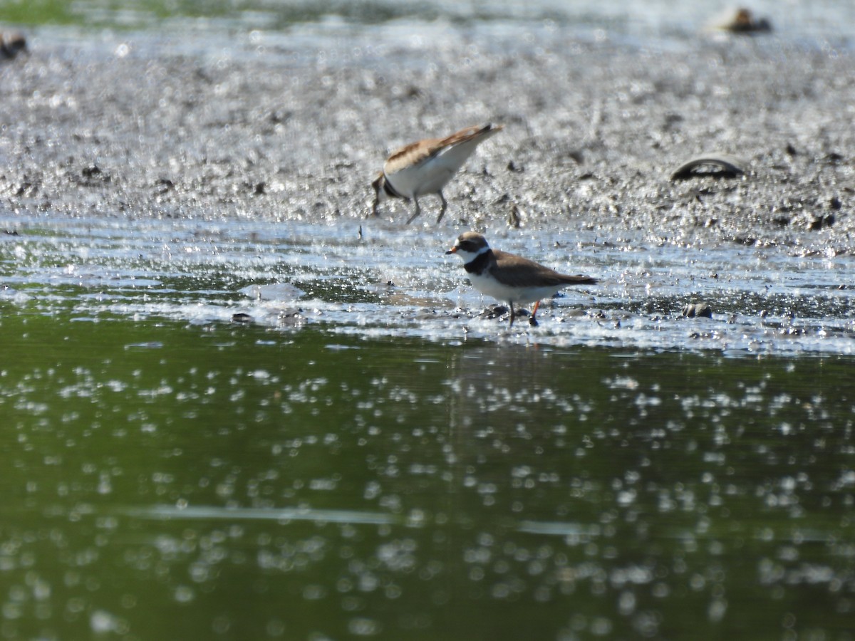 Semipalmated Plover - James Van Someren