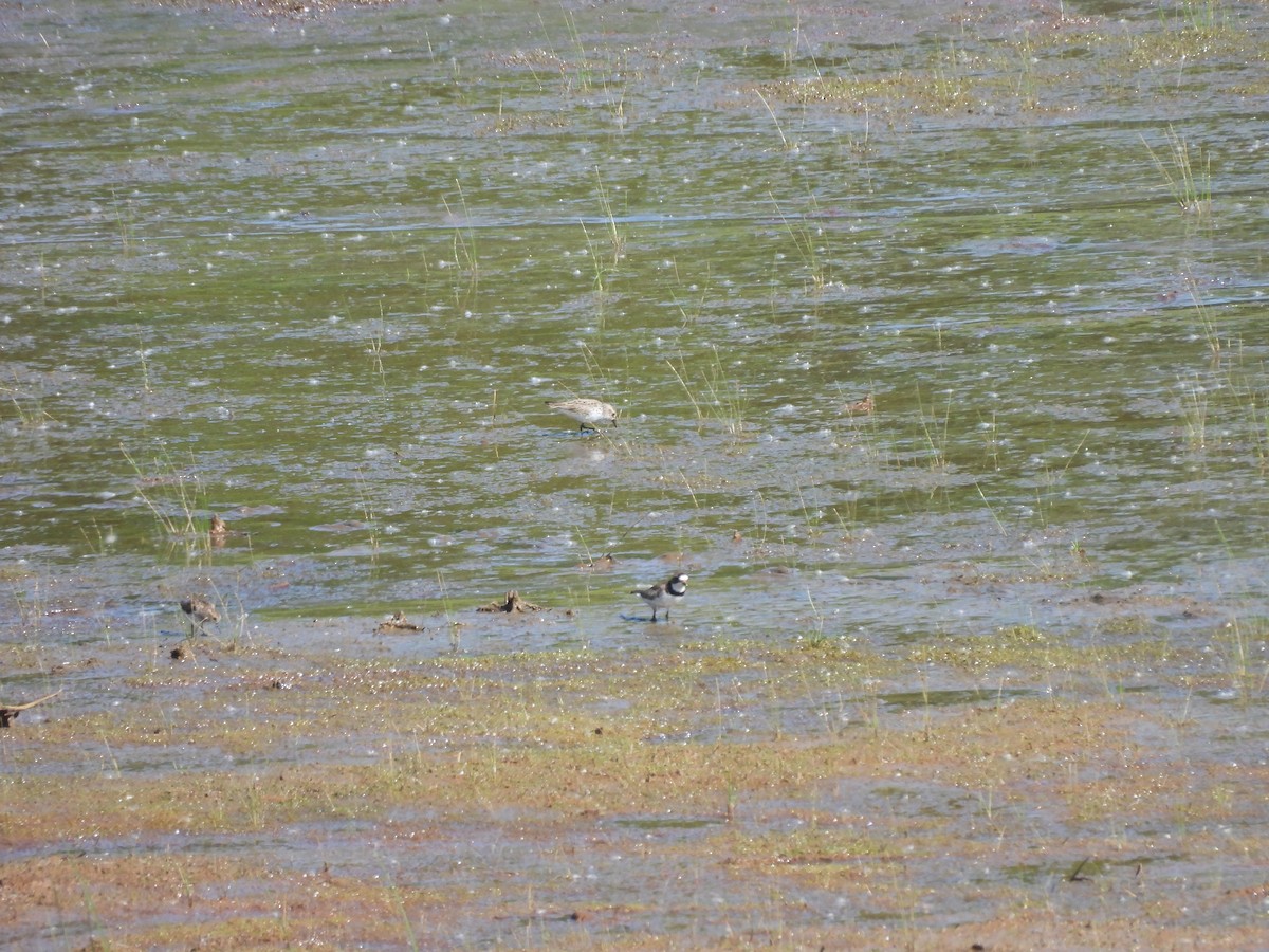 Semipalmated Plover - James Van Someren