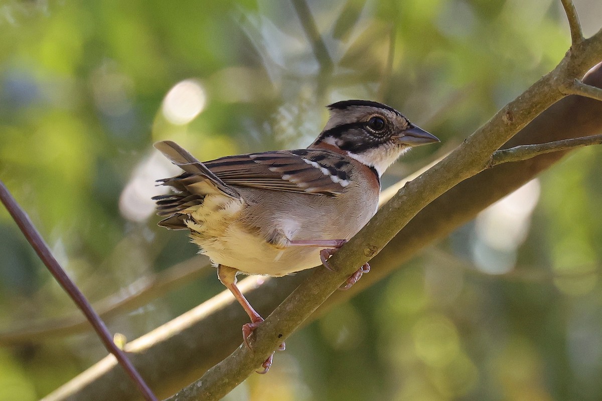 Rufous-collared Sparrow - Hubert Stelmach