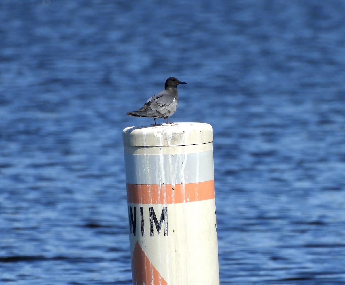 Black Tern - William McClellan