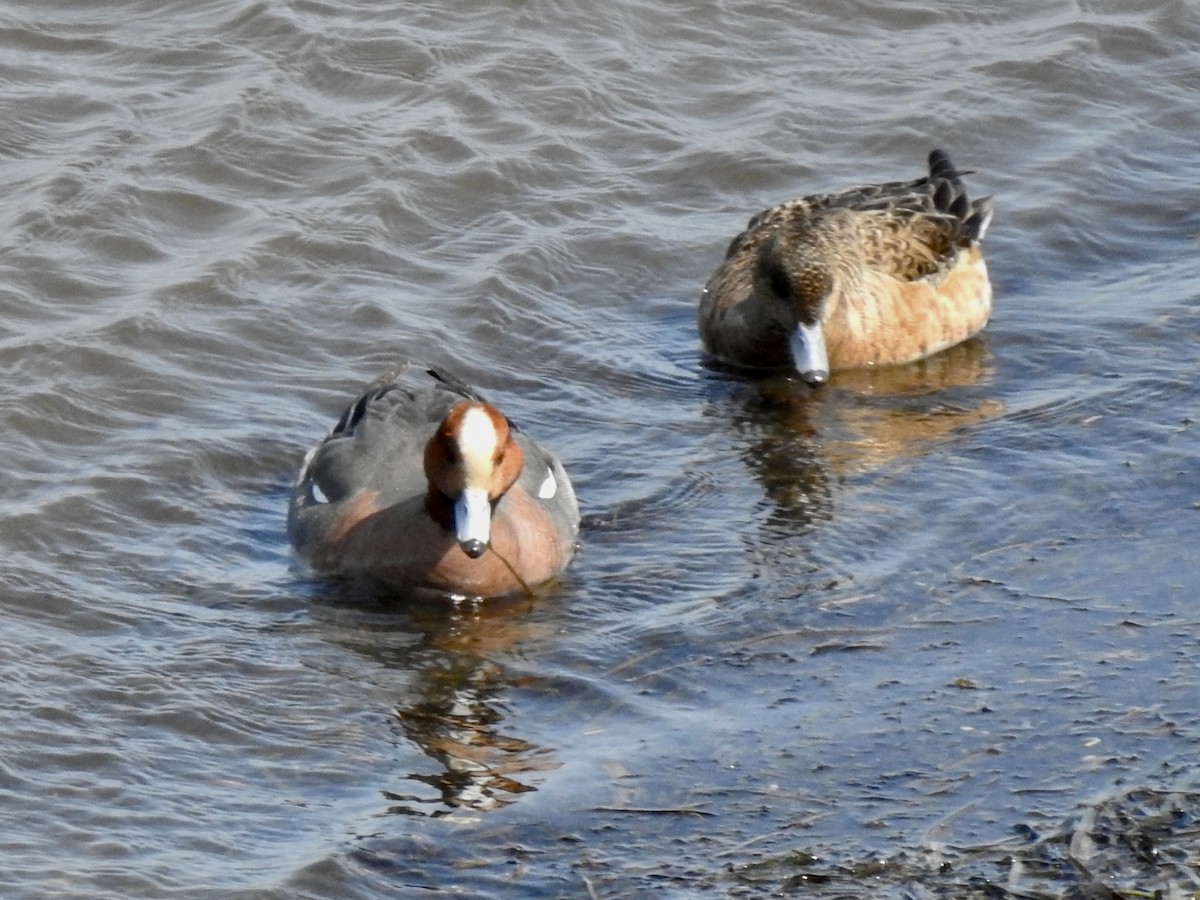 Eurasian Wigeon - Craig Jackson