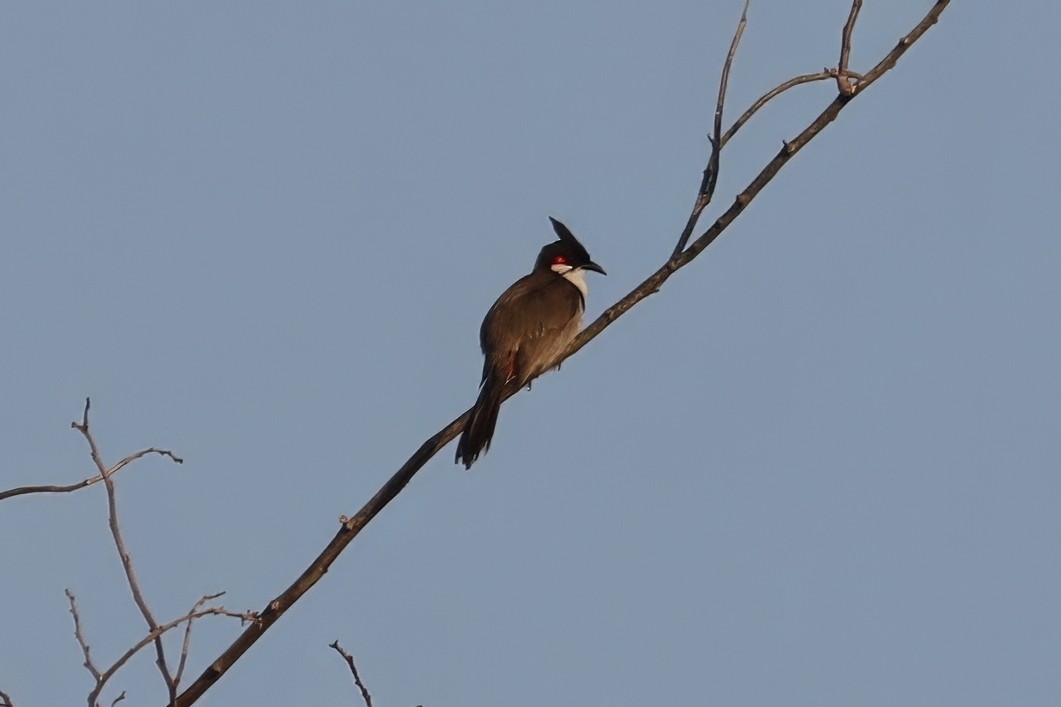 Red-whiskered Bulbul - Cathy McNeil