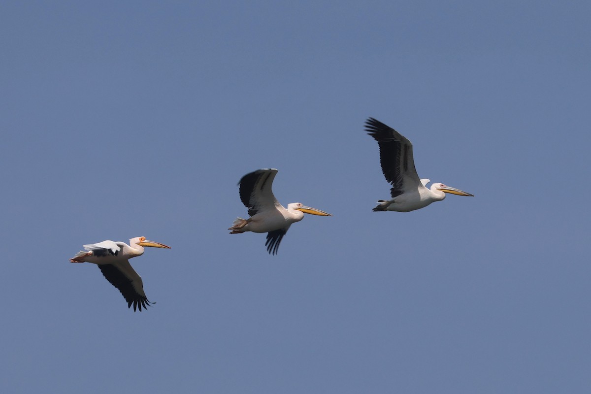 Great White Pelican - Charley Hesse TROPICAL BIRDING