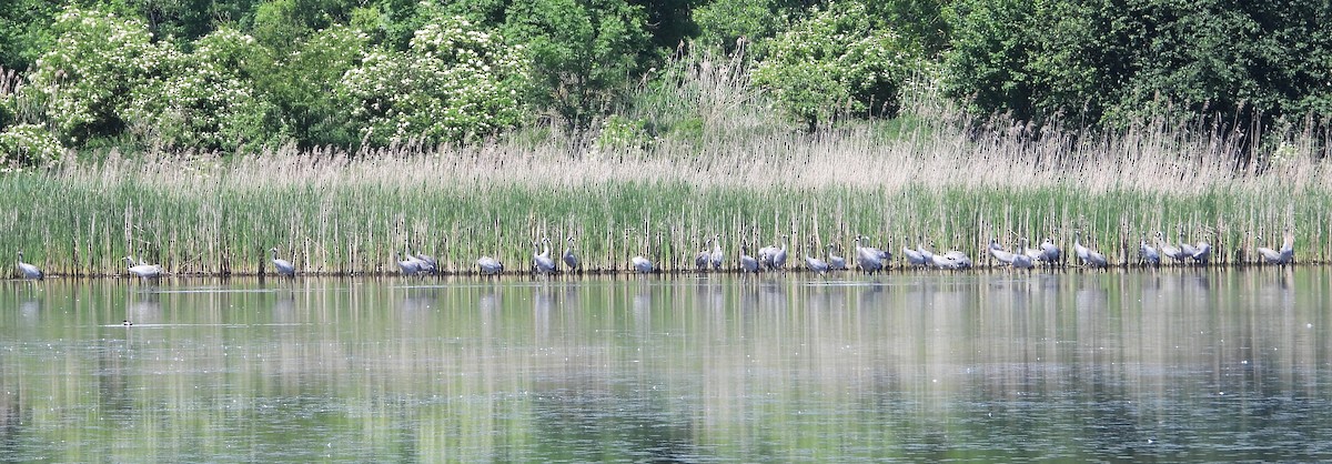 Common Crane - Pavel Hastík