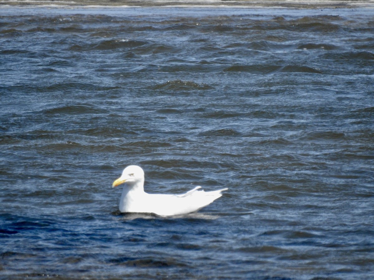 Glaucous Gull - Craig Jackson