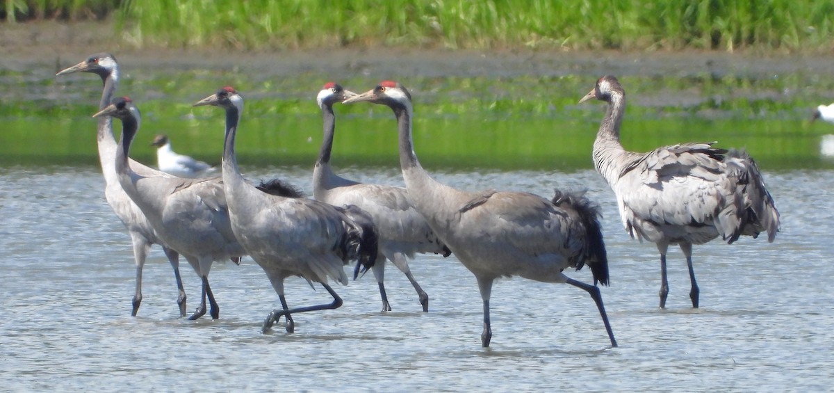 Common Crane - Pavel Hastík