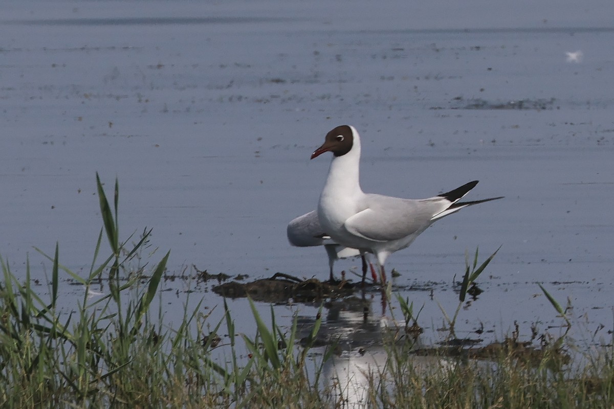 Black-headed Gull - Charley Hesse TROPICAL BIRDING