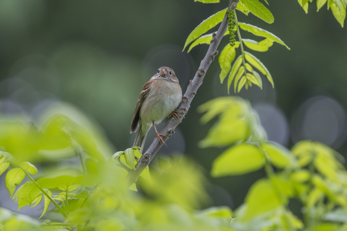 Field Sparrow - Liz Pettit