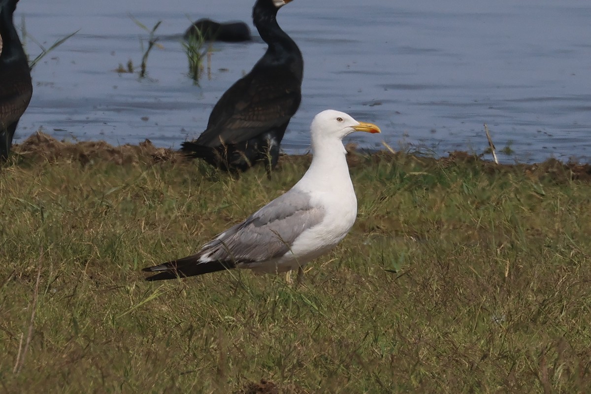 Caspian Gull - Charley Hesse TROPICAL BIRDING