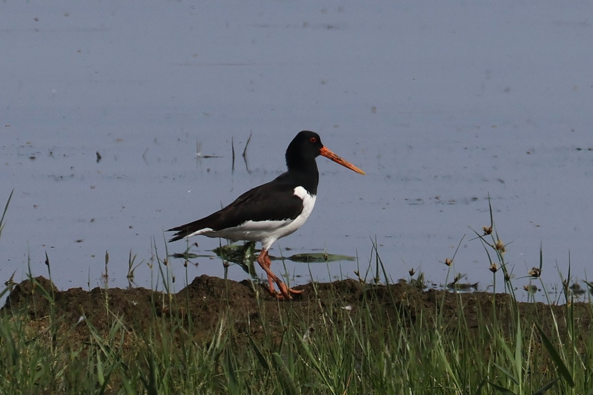 Eurasian Oystercatcher - Charley Hesse TROPICAL BIRDING