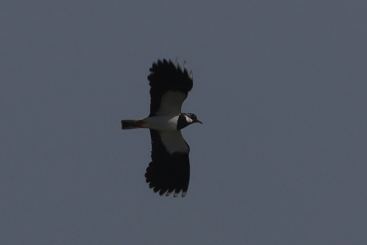 Northern Lapwing - Charley Hesse TROPICAL BIRDING