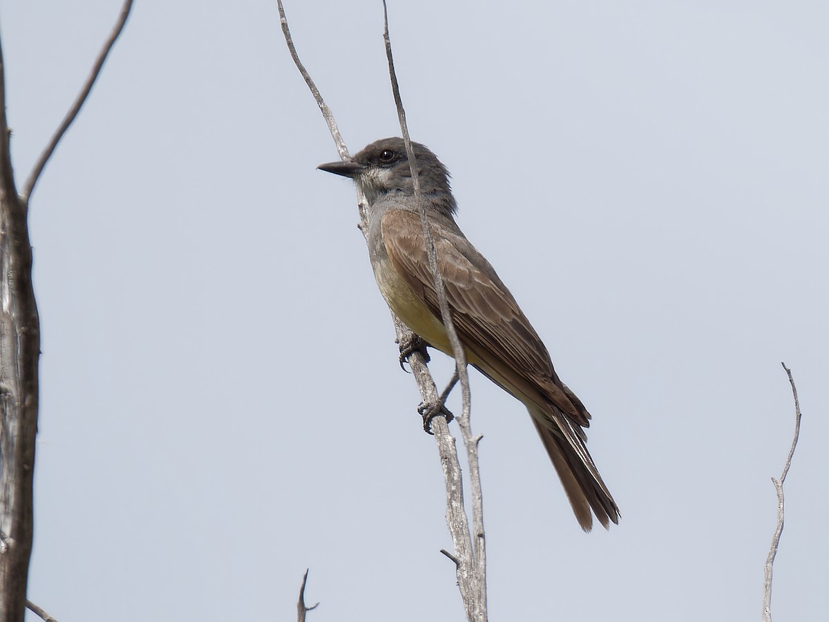 Cassin's Kingbird - Pierre Deviche