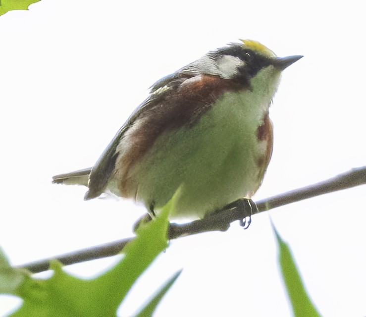 Chestnut-sided Warbler - Scott Young