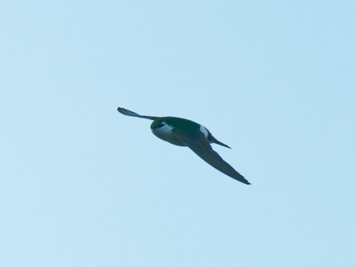 Violet-green Swallow - Pierre Deviche