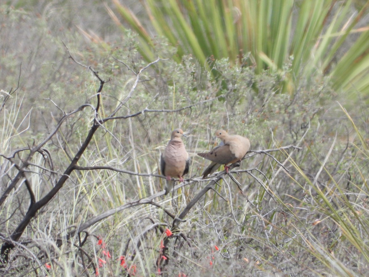 Mourning Dove - Manuel Alejandro Rodriguez Martinez