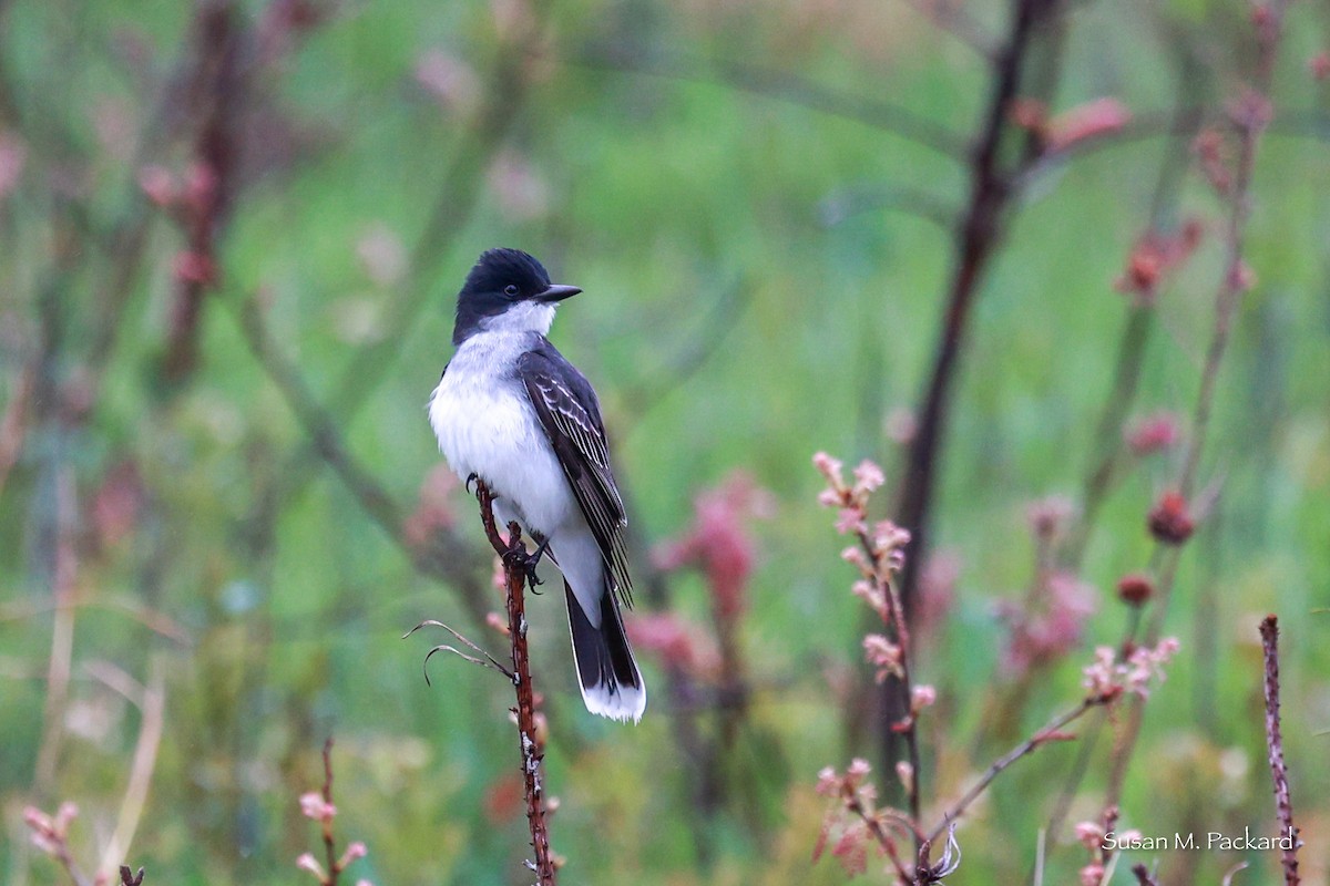 Eastern Kingbird - Susan Packard