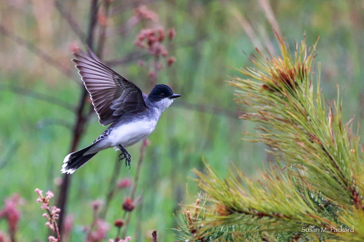 Eastern Kingbird - Susan Packard