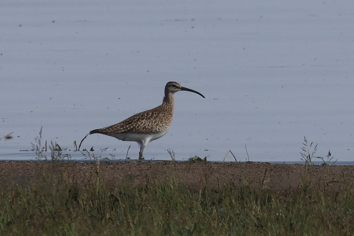 Кульон середній (підвид phaeopus) - ML619290137