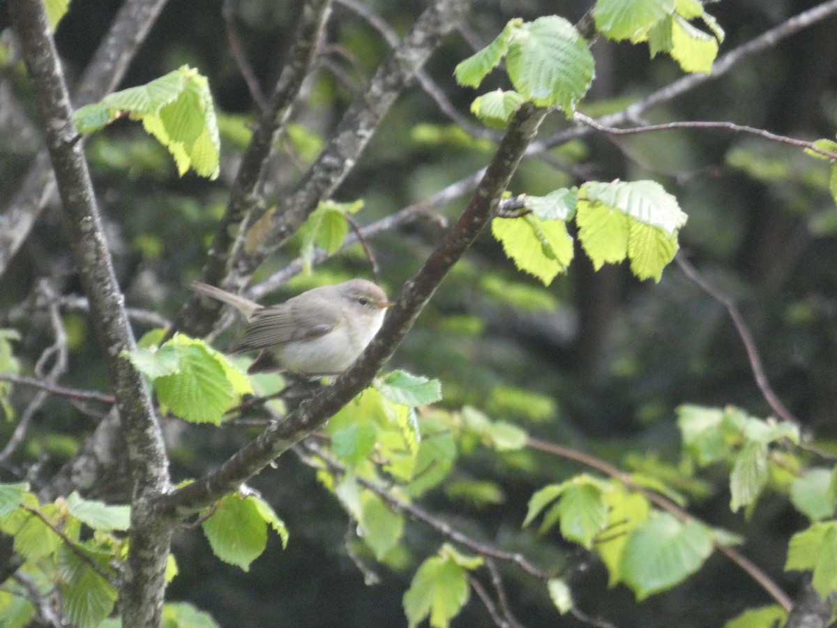 Common Chiffchaff - Xavier Parra Cuenca