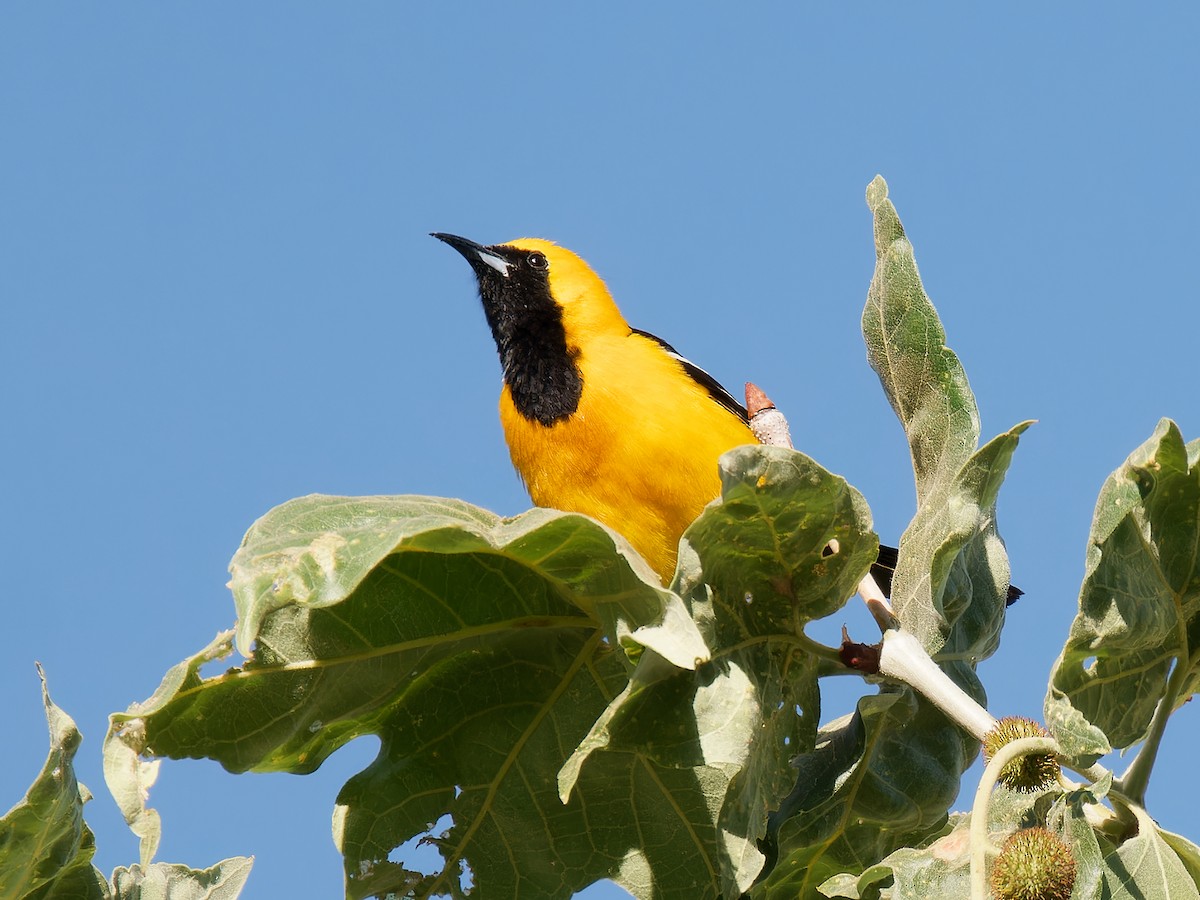 Hooded Oriole - Pierre Deviche