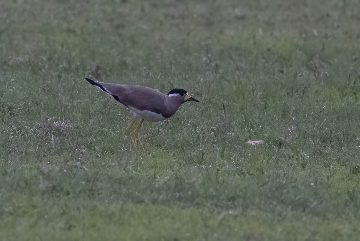 Yellow-wattled Lapwing - Neeraja V