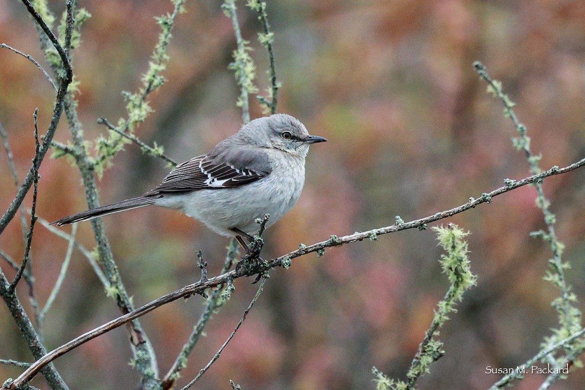 Northern Mockingbird - Susan Packard